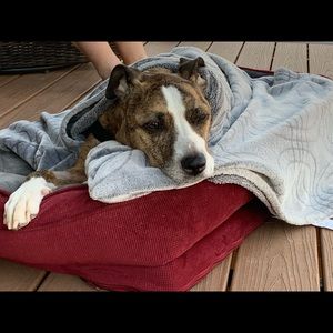 Meet your Posher, Ginger